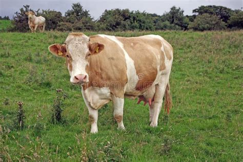 Guernsey Cow stock photo. Image of milk, guernseys, breeds - 6175734