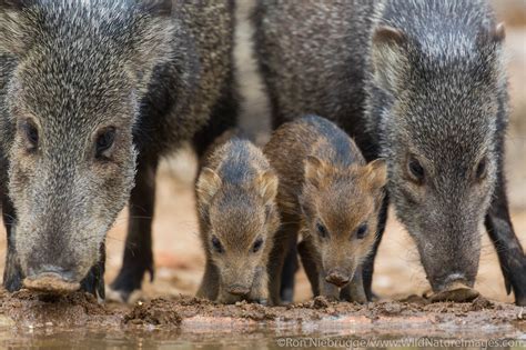 Javalina | Tucson, Arizona. | Photos by Ron Niebrugge