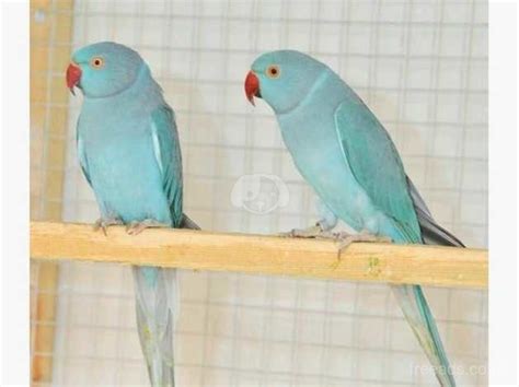 Baby Blue Indian Ringneck Talking Parrot in Nottingham NG4 on Freeads Classifieds - Parrots ...