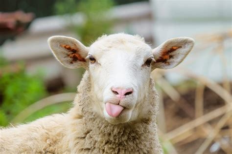 6 Fun Facts About Sheep You Might Not Know - Modern Farmer