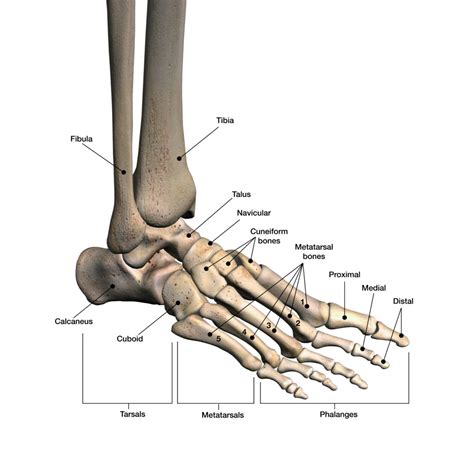 Mobile Ankle and Foot Physical Therapy in Scottsdale, AZ