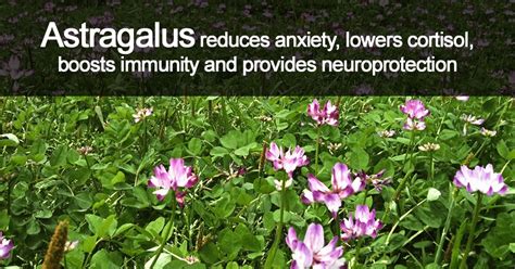 Astragalus reduces anxiety, lowers cortisol, boosts immunity and ...