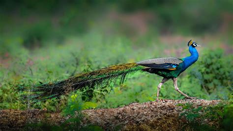 Peacock Fact Sheet | Blog | Nature | PBS