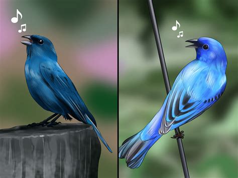 How to Identify an Indigo Bunting: 8 Steps (with Pictures)