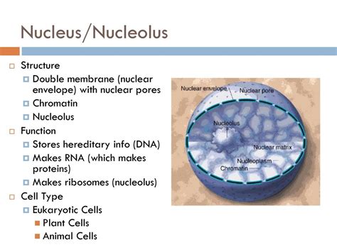 Nucleolus Structure And Function - vrogue.co