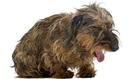 Chronic Bronchitis in Dogs | Urban Animal Veterinary Hospital - Houston Heights Vet