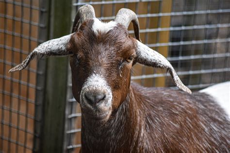 CloseUp_goat | Edwards Garden Center