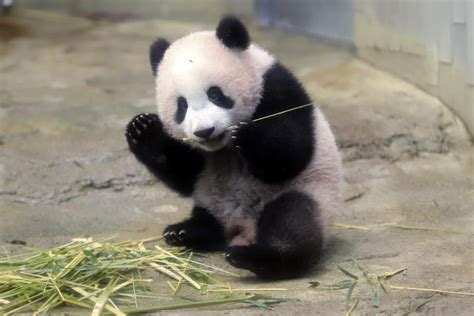 Adorable footage shows baby panda Xiang Xiang's debut appearance at ...