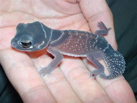 Barking Gecko--they actually bark like a dog Reptiles And Amphibians ...