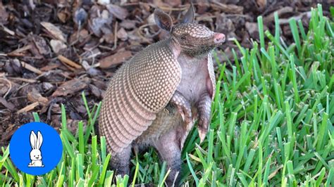 Cute ARMADILLO compilation - NEW 2019 - YouTube