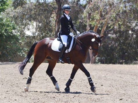 Dressage Horses California, Arizona - Peter Berkers Sporthorses