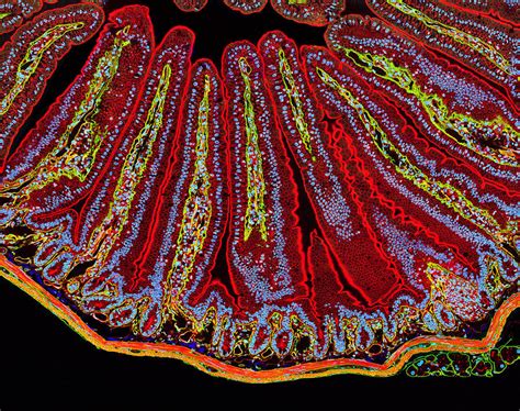 Small Intestine Villi, Section Photograph by Thomas Deerinck, Ncmir - Fine Art America