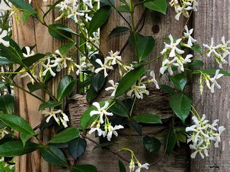 Climbing plants for shade – 10 varieties to choose from | Livingetc