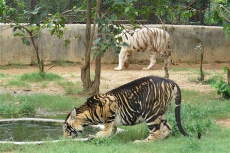 Why tiger conservation efforts need genetic data