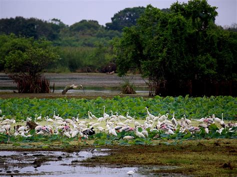 Best things to do in Kumana National Park | SLE