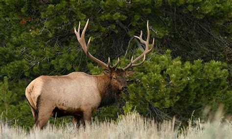 Wildlife Federation Urges Secretary Zinke To Release Wildlife Funds - Montana Wildlife Federation