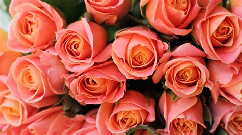 Bouquet Of Light Orange Rose Flowers 4K HD Flowers Wallpapers | HD Wallpapers | ID #55267