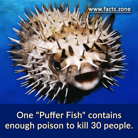 One "Puffer Fish" contains enough poison to... • Facts Zone