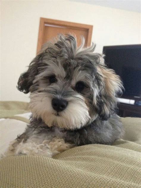 Small Dogs Who Are Easy To Groom | Schnoodle puppy, Schnoodle dog, Puppies