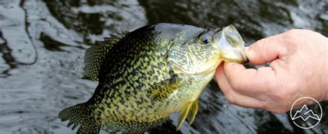 5 Crappie Fishing Tips and Techniques | MOTO