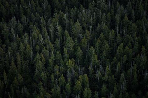 HD wallpaper: green pine trees, top view, forest, nature, landscape ...