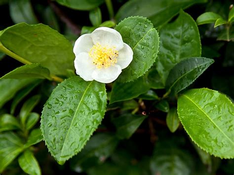 Camellia sinensis Leaf Extract: Benefits, Uses, and Side Effects