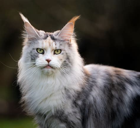 Maine Coon Tabby Cat Long Hair | Hot Sex Picture