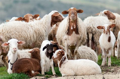 White And Brown Sheep · Free Stock Photo