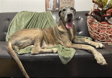 Jewel, 4 year old female Blue Brindle Great Dane - Great Dane Puppies for Sale in Missouri ...