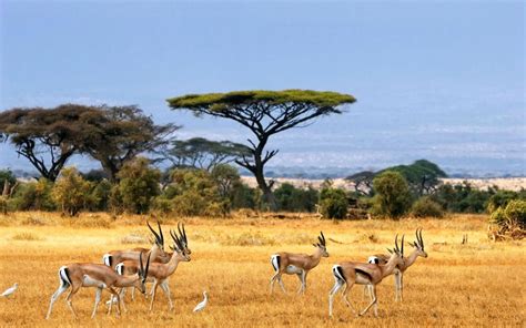 Wallpaper : landscape, grass, wildlife, national park, wilderness, nature reserve, impala ...