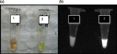 Visualization of RT-LAMP products after addition of fluorescence... | Download Scientific Diagram