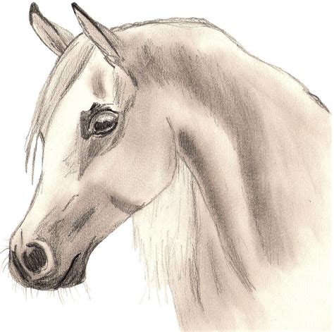 Arabian Horse - Drawing Photo (22114114) - Fanpop