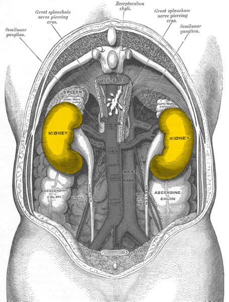 Kidney Pain - Location, Symptoms, Causes, Treatment and Remedies