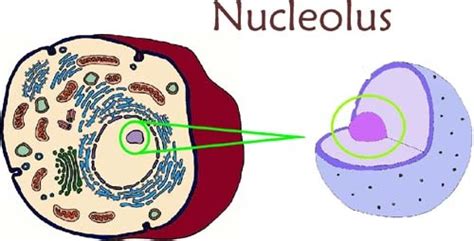 Nucleolus - Da Real Cellma