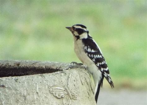 Bird In Black And White Photograph by Michael Dillon