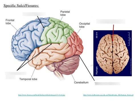 Lateral Fissure Of The Brain