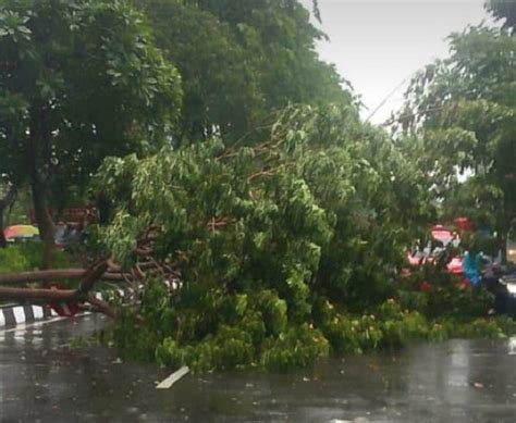 Pohon Tumbang dan Banjir Mulai Terlihat di Beberapa Titik – Suara Surabaya