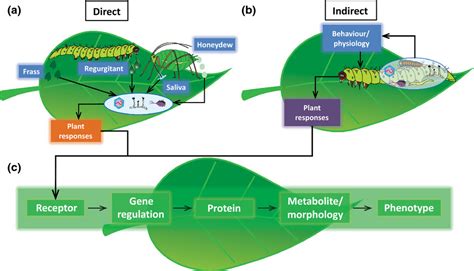 Insect herbivore‐associated organisms affect plant responses to ...