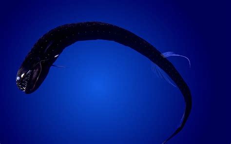 dragonfish | Scariest monsters, Deep sea, Sea creatures