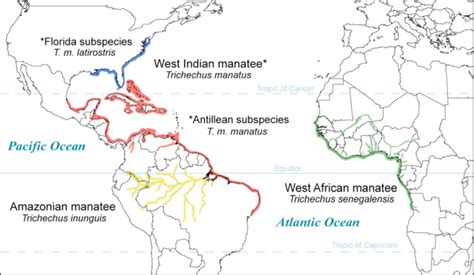 Geographic distribution of extant manatee species. Range data adapted... | Download Scientific ...