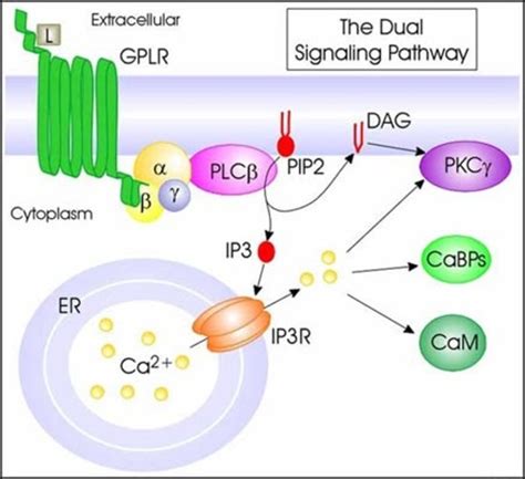 Life cycle of receptors, G proteins and Second Messengers (Definition ...