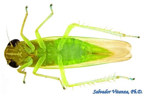 Hemiptera-Auchenorrhyncha-Cicadellidae-Tribe Empoascini-Leafhoppers FEMALE (B) - Urban Programs ...