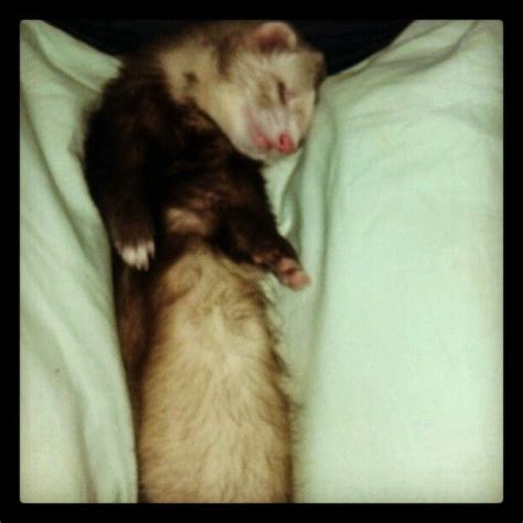 Sleeping ferret.