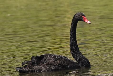 Black Swan – Silver Lake Community Association