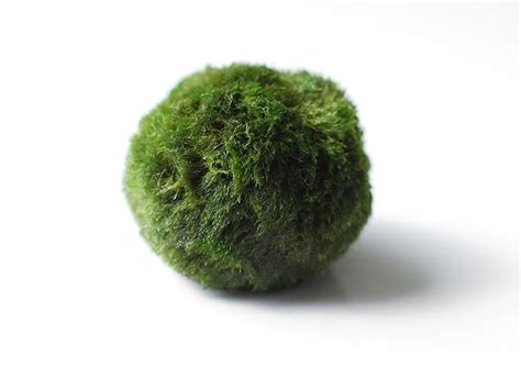 Join the Marimo Moss Ball Craze : The Perfect Indoor Water Garden • OhMeOhMy Blog