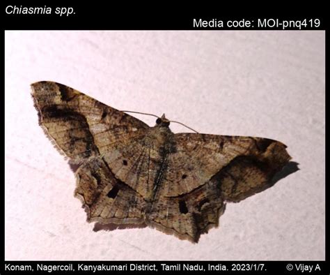 Chiasmia spp. Hübner, 1823 - | Moths