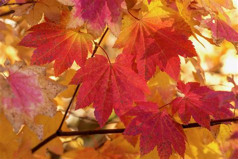 Fall vine maple Photograph by Lynn Hopwood - Pixels