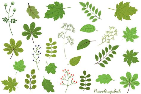 Green foliage clipart, Green leaf clip art, Summer spring leaves By ...