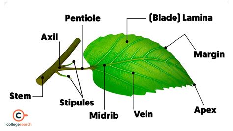 Lamina of a Leaf: Definition, Different Parts, Functions, Importance and FAQ's | CollegeSearch