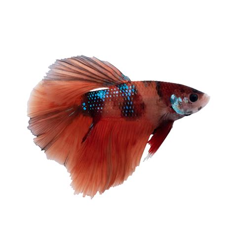 Imagitarium Male Tangerine Koi Betta Fish for Freshwater Tanks